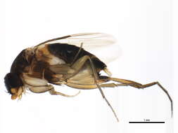 Image of Diplonevra