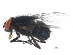 Image of Calliphora livida Hall 1948