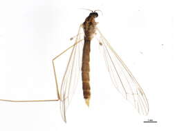 Image of Dicranomyia