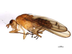 Image of Sciomyzoidea