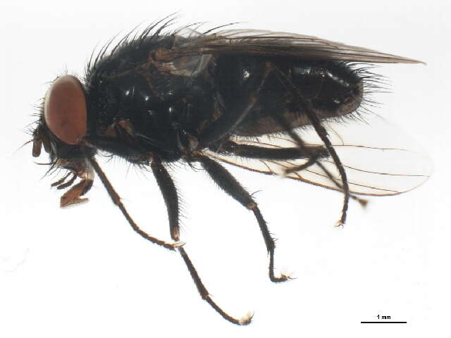 Image of House fly