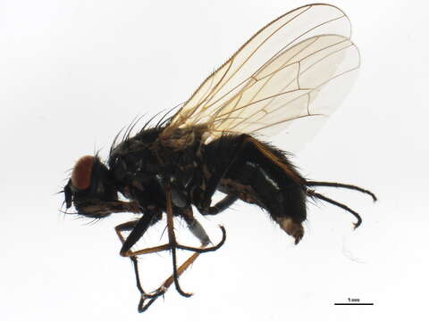 Image of Root-maggot fly