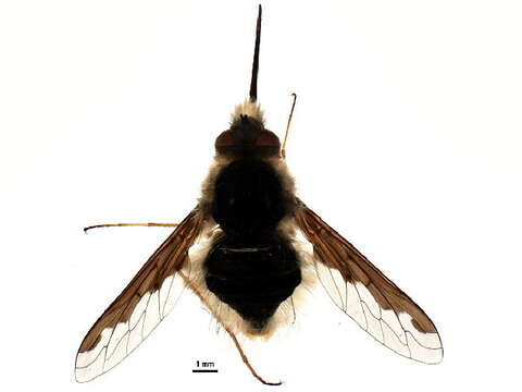 Image of Large bee-fly