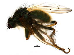 Image of Scathophaga stercoraria (Linnaeus 1758)