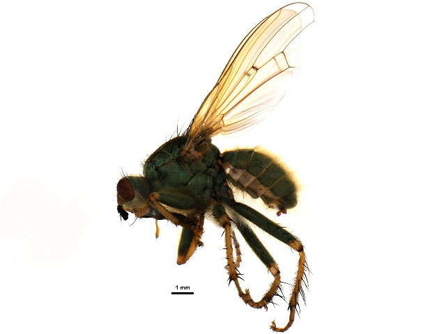 Image of Scathophaga stercoraria (Linnaeus 1758)