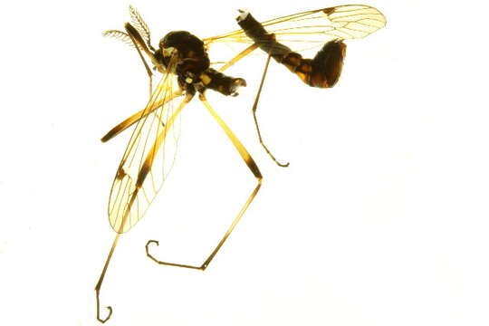 Sivun <i>Ctenophora dorsalis</i> kuva