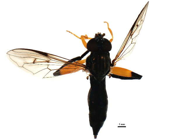 Image of Chalcosyrphus