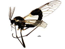 Sivun <i>Ctenophora dorsalis</i> kuva