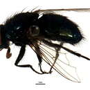 Image de Protocalliphora shannoni Sabrosky, Bennett & Whitworth 1989