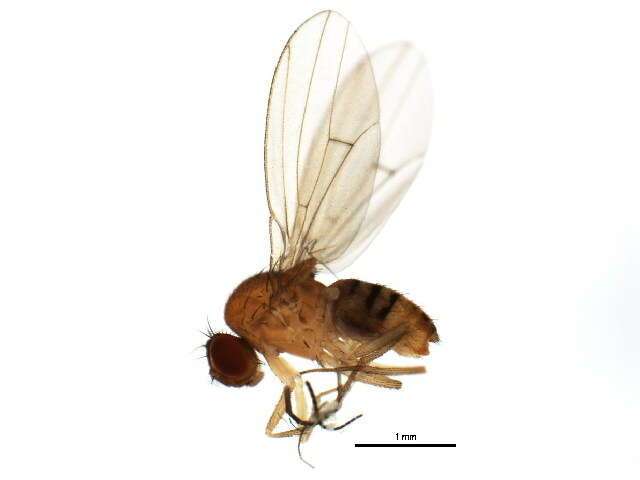 Imagem de Drosophila neotestacea Grimaldi, James & Jaenike 1992