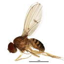 Imagem de Drosophila putrida Sturtevant 1916