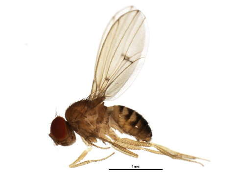 Drosophila putrida Sturtevant 1916 resmi