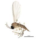 Image of <i>Corynoptera furcata</i>