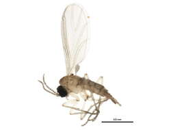 Image of <i>Corynoptera furcata</i>