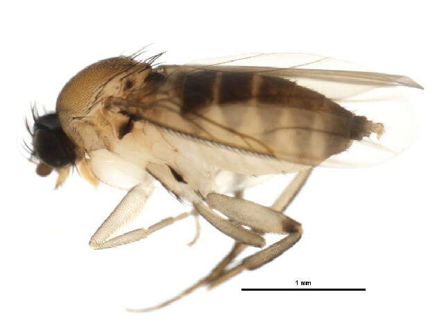 Image of Megaselia nigriceps (Loew 1866)