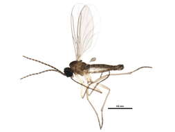 Image of <i>Corynoptera furcata</i>