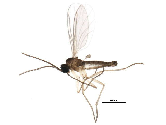 Image of <i>Corynoptera furcata</i>