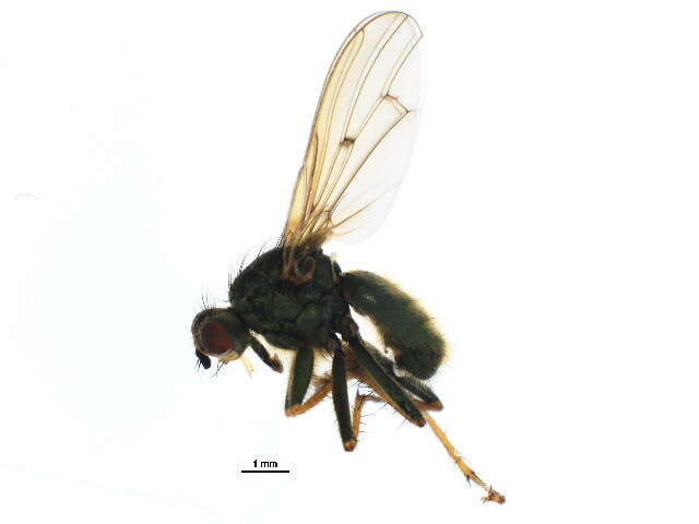 Image of Scathophaga stercoraria (Linnaeus 1758)