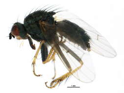 Image of Scathophaga stercoraria (Linnaeus 1758)