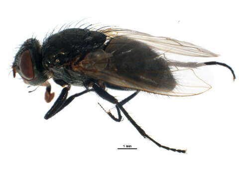 Image of Tufted cluster fly