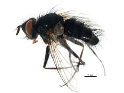 Image of Cryptomeigenia