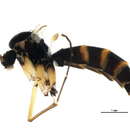Image of Aglaomyia gatineau Vockeroth 1980