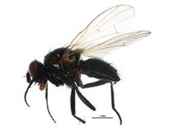 Image of Anthomyia mimetica (Malloch 1918)