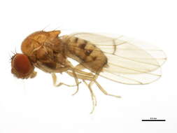 Imagem de Drosophila putrida Sturtevant 1916