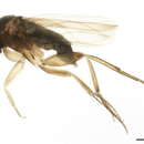 Image of Hump-backed fly