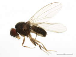 Image of Drosophila affinis Sturtevant 1916