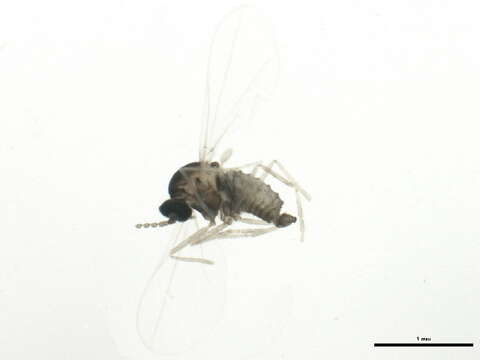 Image of Gall midge