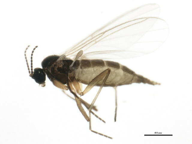 Sivun Bradysia urticae Mohrig & Menzel 1992 kuva