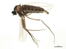 Image of Boxelder Gall Midge