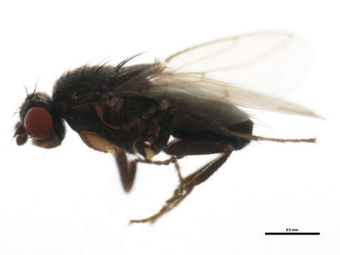 Image of Fly