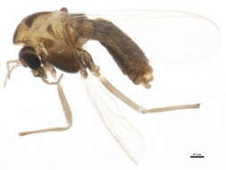 Image of Gymnometriocnemus