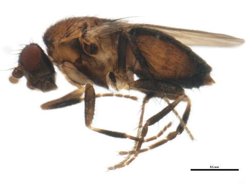 Image of Fly