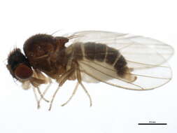 Image of Drosophila affinis Sturtevant 1916