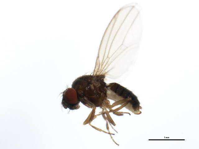 Image of Drosophila affinis Sturtevant 1916