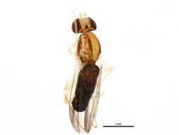 Clusiodes melanostomus Loew 1864 resmi