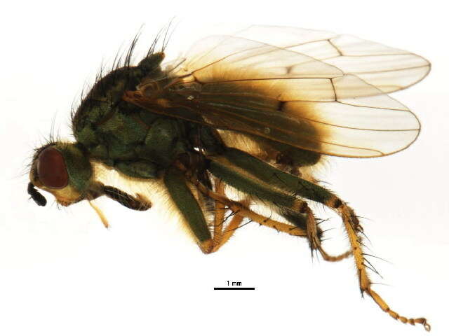 Image of Scathophaga stercoraria (Linnaeus 1758)