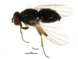 صورة Neodexiopsis calopyga (Loew 1872)