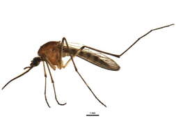 Image de Aedes provocans (Walker 1848)