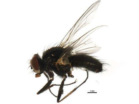 Image of Root-maggot fly