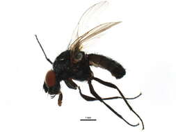 Image of Anthomyia