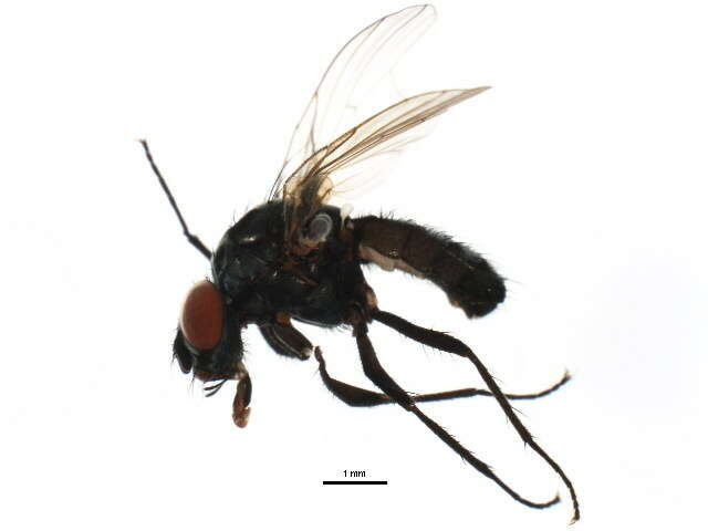 Image of Anthomyia