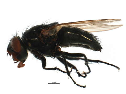 Image of Tufted cluster fly