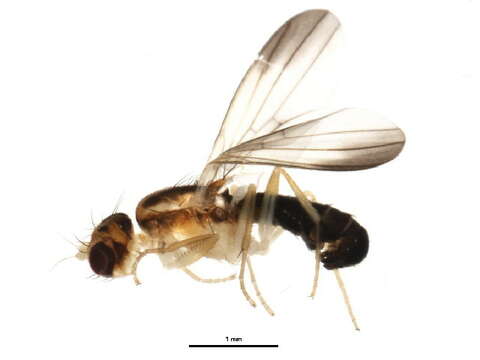 Clusiodes melanostomus Loew 1864的图像