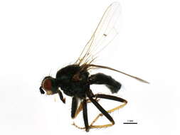 Image of Scathophaga stercoraria (Linnaeus 1758)