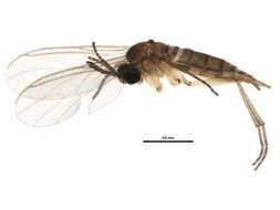 Image of <i>Corynoptera furcata</i>