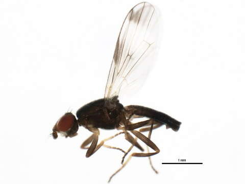 Image of picture-winged flies